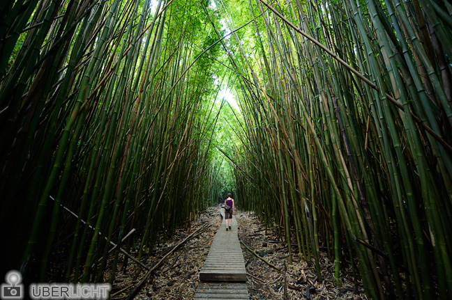 Kipahulu Valley Bambuswald Hawaii